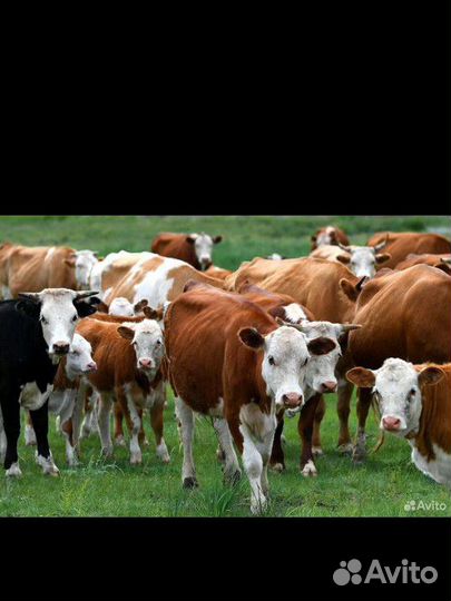 Продажа крс