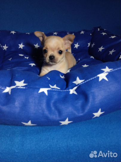 Чихуахуа девочка