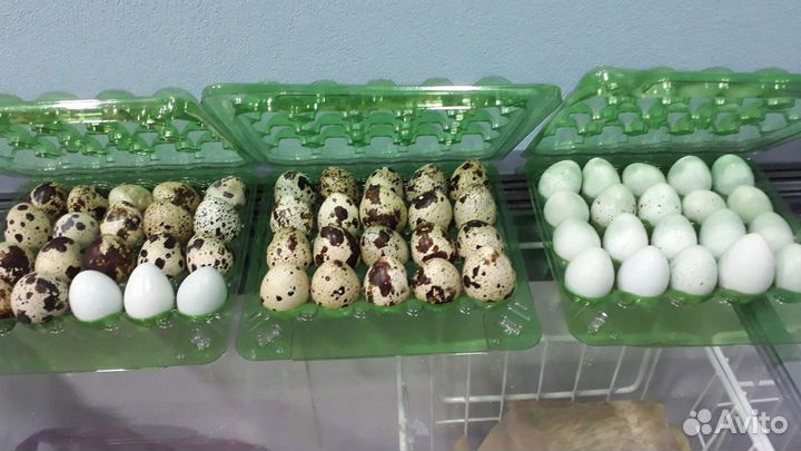 Яйцо перепелинное