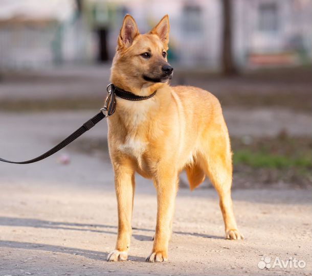 Собака в добрые руки рыжая