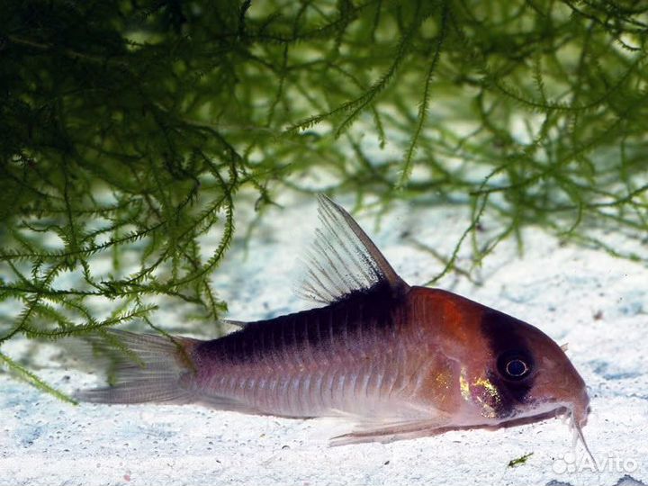 Сомик Коридорас Адольфи (Corydoras Adolfoi)