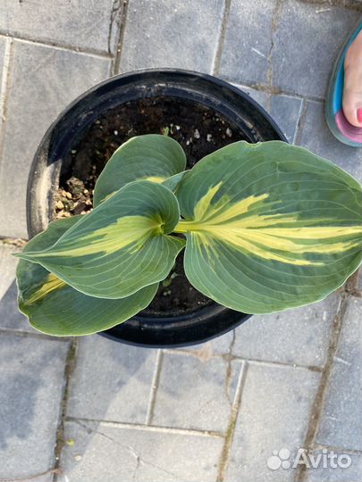 Продажа хост