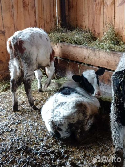 Бычки и телята