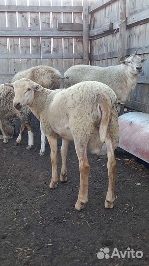 Баран на племя