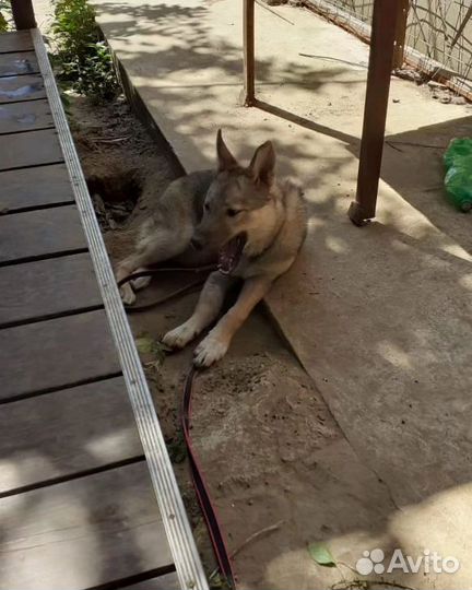 Собака в добрые руки