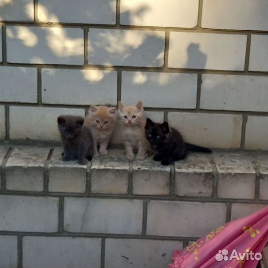 Кошки бесплатно