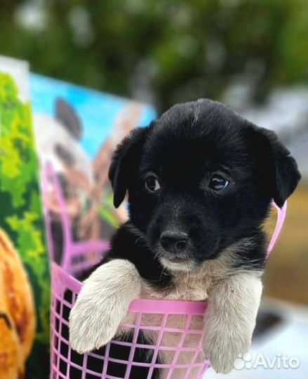 Маленькая собачка в дар