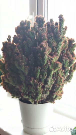 Комнатные домашние растения