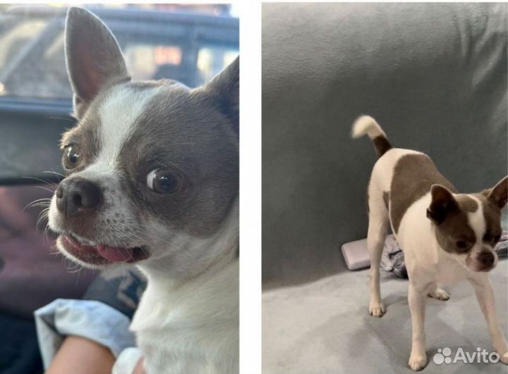 Чихуахуа. С 16 июля нет