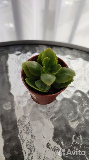 Комнатные цветы каланхоэ