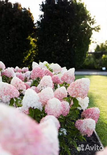 Гортензия метельчатая