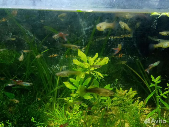 Аквариумные растения