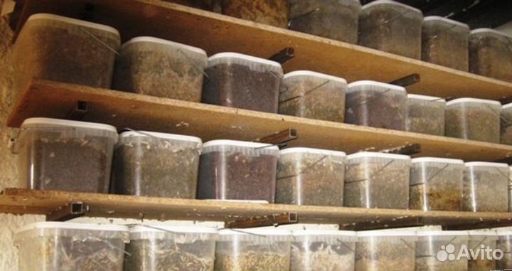 Восковая Моль (Огневка пчелиная)