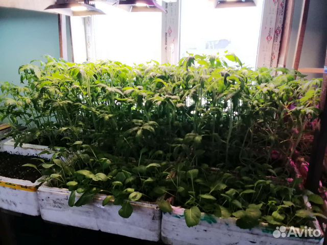 Томаты уличные тепличные