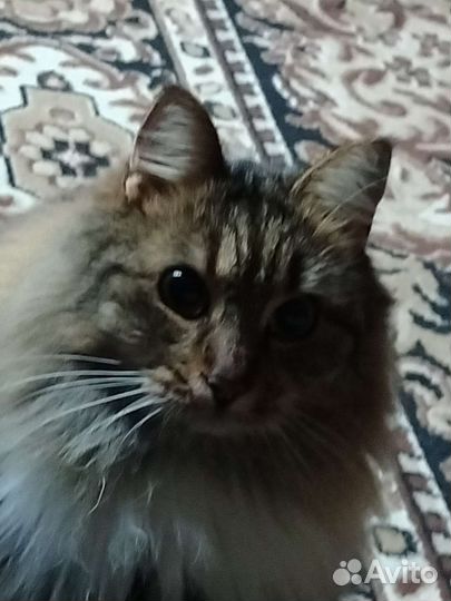 Кошка SOS