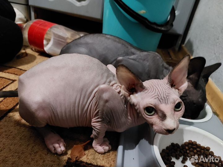 Канадский сфинкс девочка