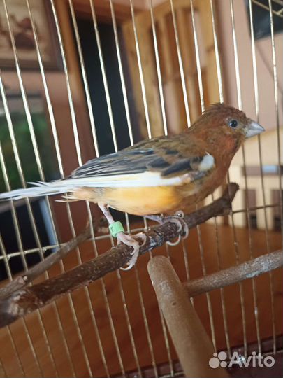 Кенор певчий