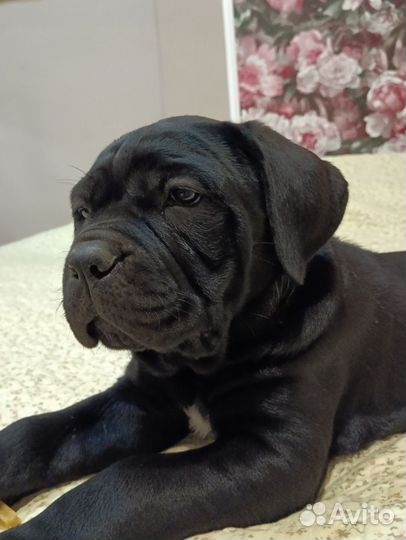 Щенки кане корсо