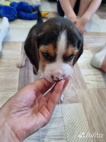 Бигль щенки