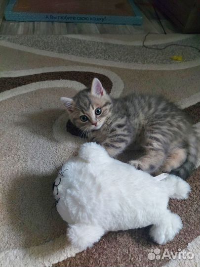 Котёнок шотладский