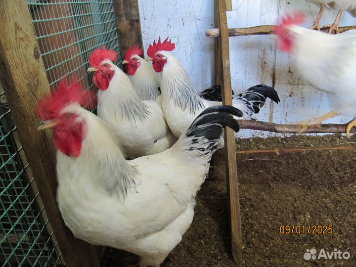 Красивые петушки