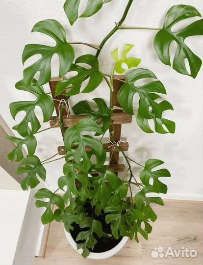 Монстера рафидофора