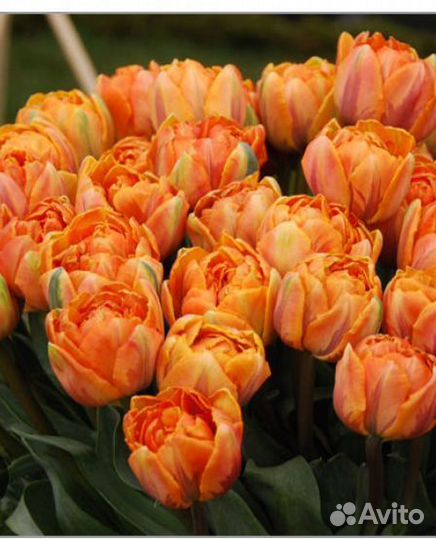 Тюльпаны к 8 марта оптом