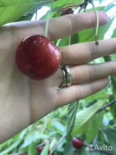 Черенки уникальных и редких сортов плодовых деревь