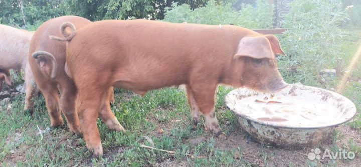Поросенок ландрас-дюрок