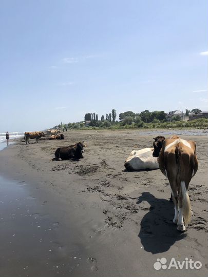 Отдых на море в Дагестане