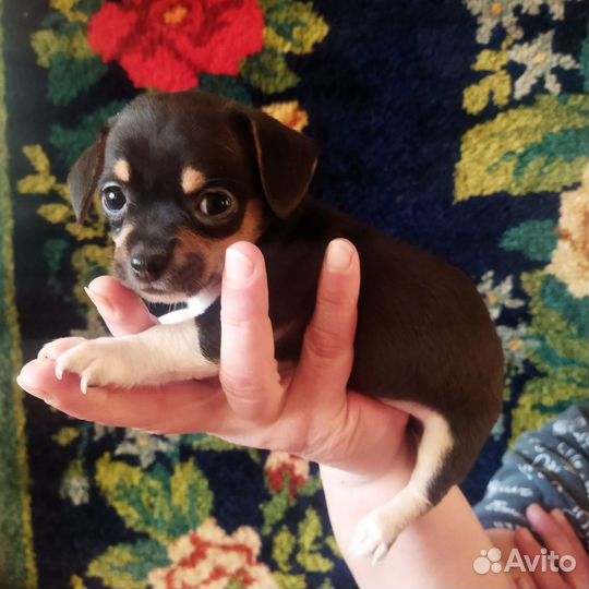 Щенки чихуахуа