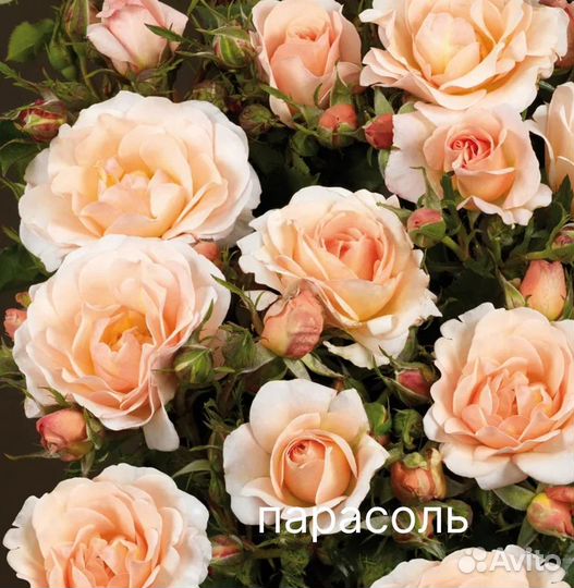 Саженцы роз. Плетистые. Джардина