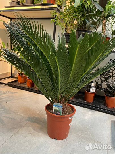 Цикас революта 21/90