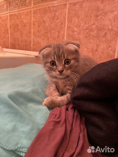 Кошки в добрые руки бесплатно
