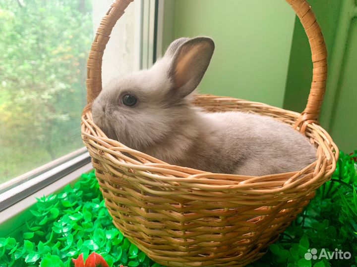 Мини карликовый кролик