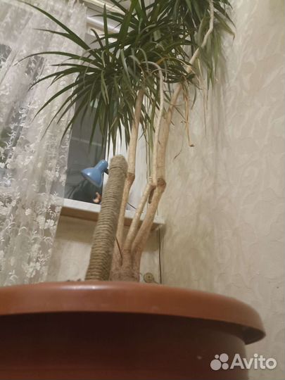 Пальма драцена