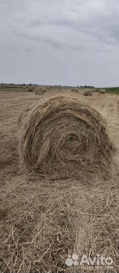 Продам сено в рулонах 2023 г