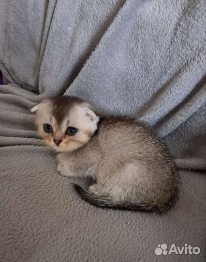 Шотландская вислоухая девочка