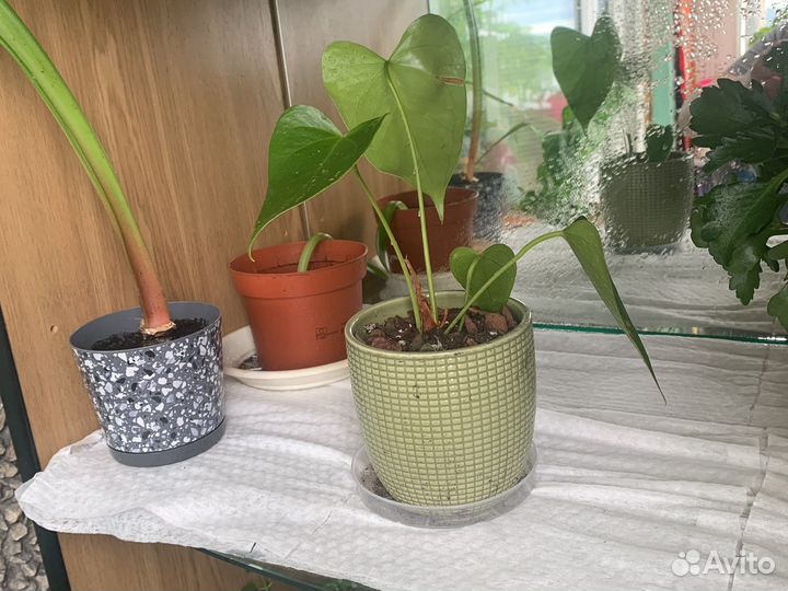 Комнатные цветы