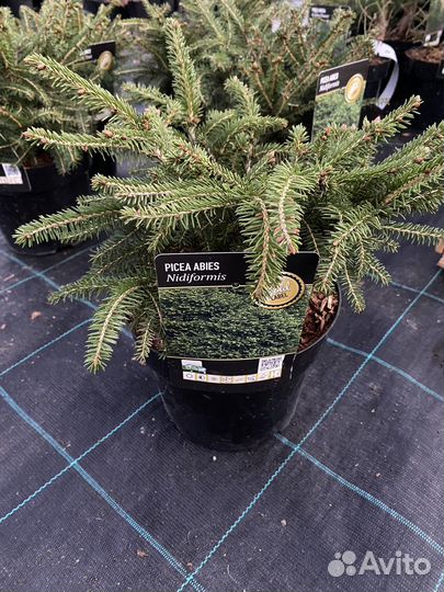 Ель Нидиформис