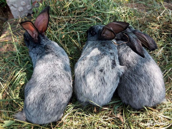 Кролики мясо и на племя