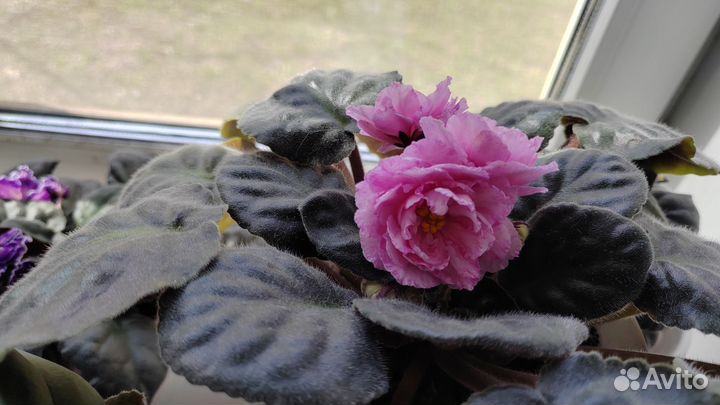 Набор сортовых фиалок - лист