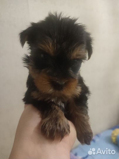 Йоркширский терьер