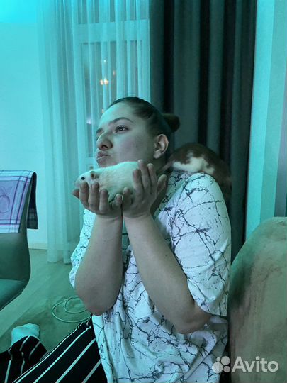 Передержка грызунов и птиц