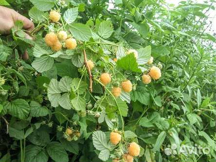 Саженцы жёлтой малины