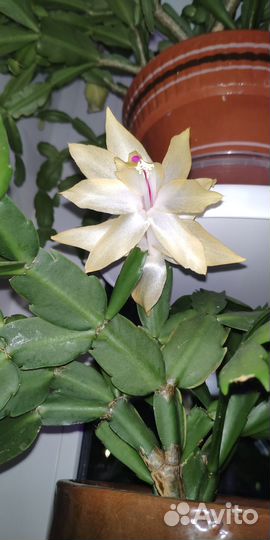 Декабристы