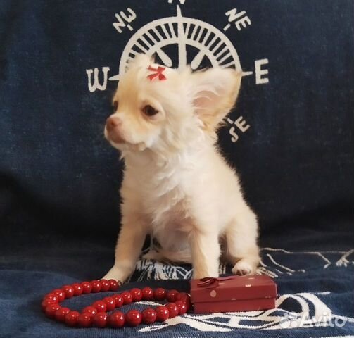 Роскошный, красивый щенок чихуахуа(девочка) объявление продам
