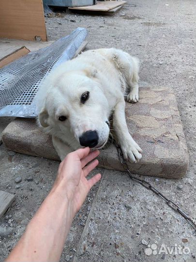 Собачка в добрые руки