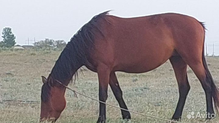 Кобыла с кобылкой