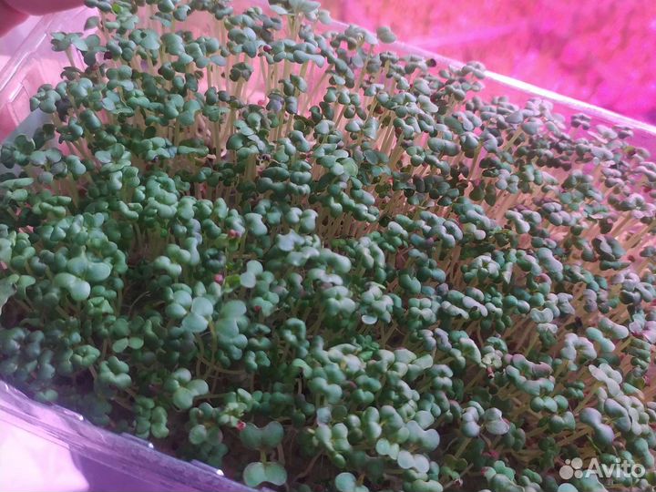 Микрозелень